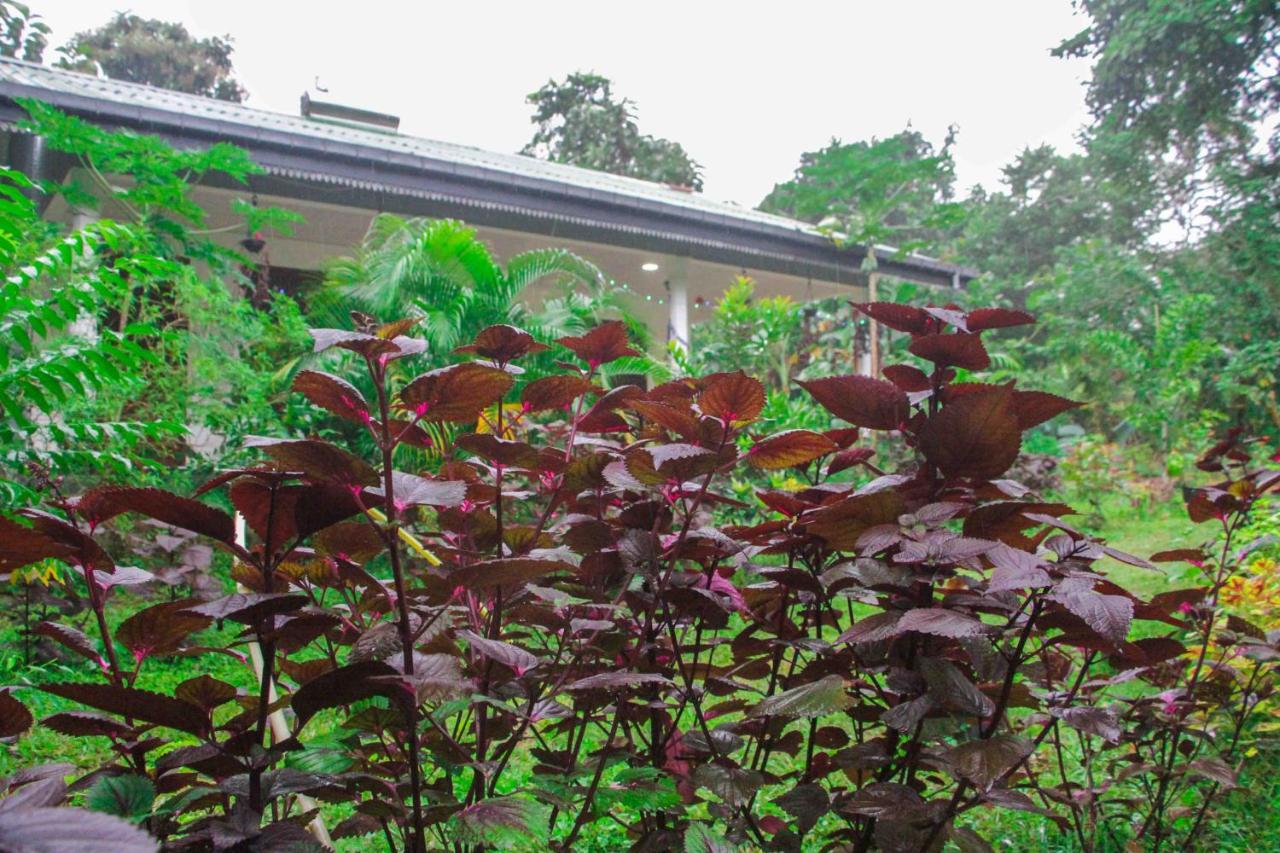 Sigiriya Mana B&B Kültér fotó